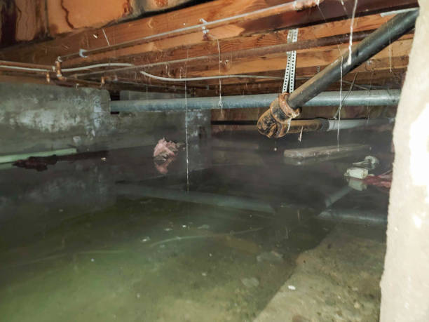 Best Basement water damage restoration  in Inwood, FL